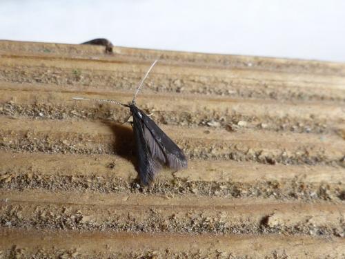 Réf. 207 518 : Coleophora albitarsella